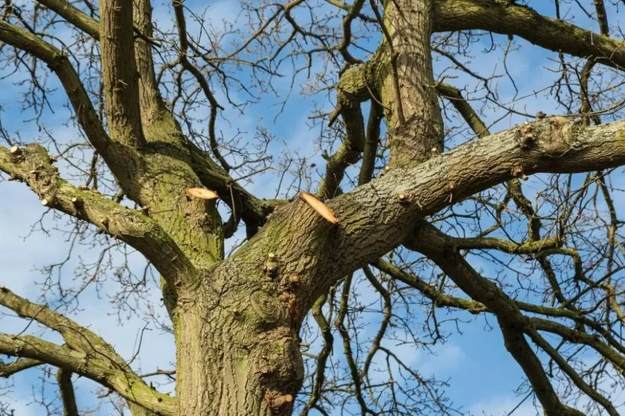Large deciduous tree with spreading bare branches being assessed beside a property