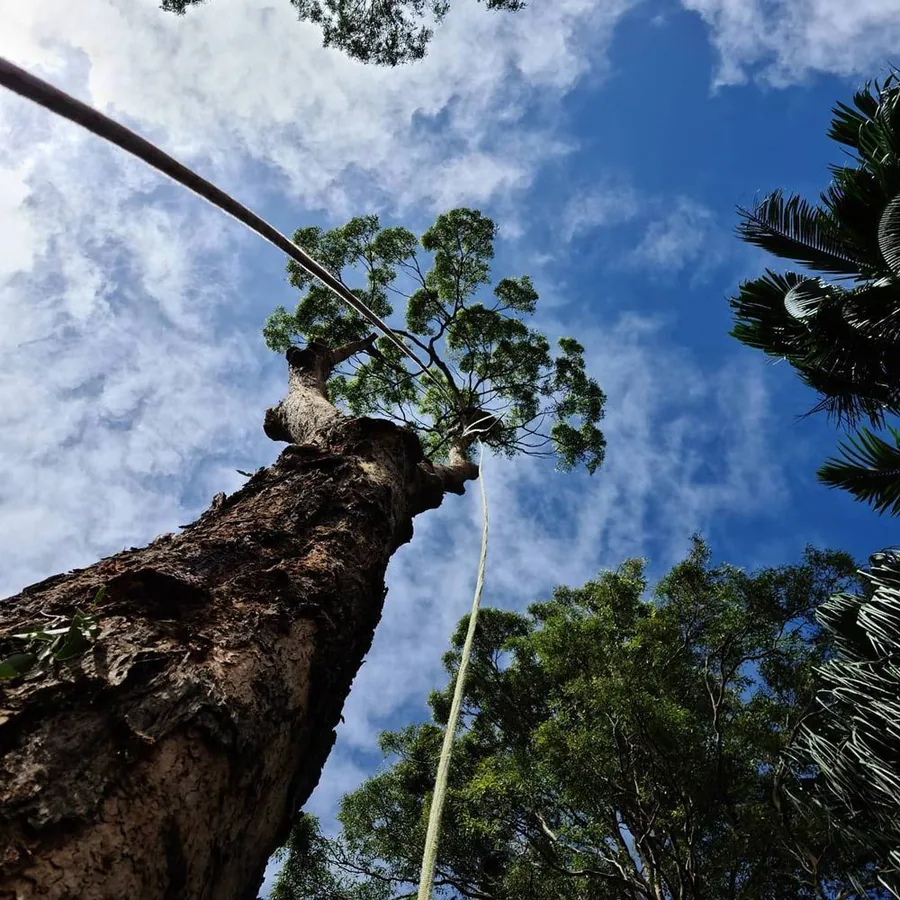Looking up at a large dark tree trunk with damaged canopy and cloudy sky above