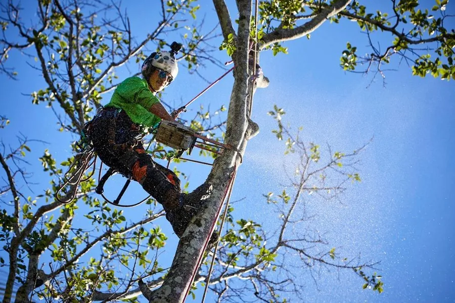 Arborist in green high-vis climbing a tree with a chainsaw against blue sky