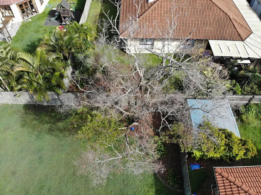 Aerial view looking down at an overgrown tree beside a tiled roof residential property