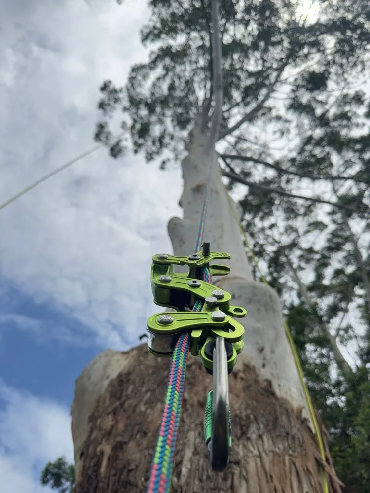 Close-up of a green rope pulley rigging system attached to a large tree trunk