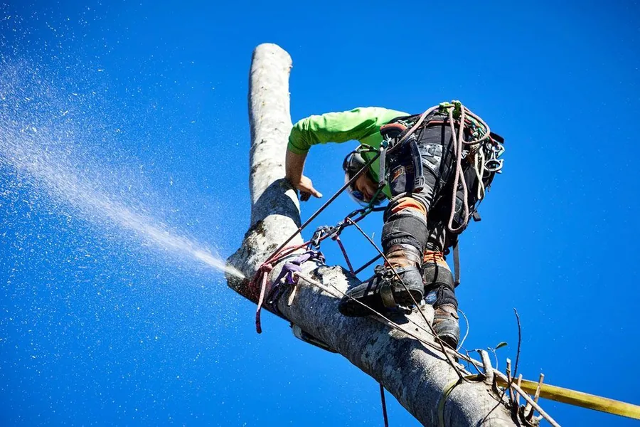 Arborist cutting a palm trunk high above the ground with sawdust spraying in blue sky