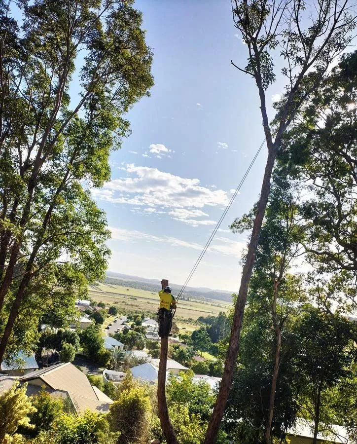 Arborist roped high in a tall eucalyptus tree with hinterland views below