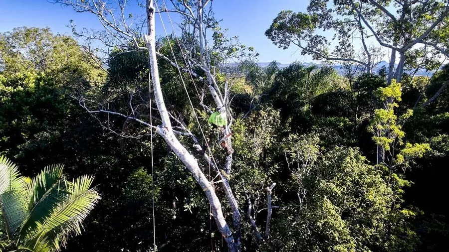 Two arborists in green high-vis managing rope lines through a dense tree canopy