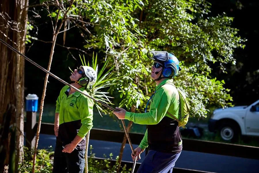 Arborist in blue helmet and high-vis carrying a palm frond on a suburban street