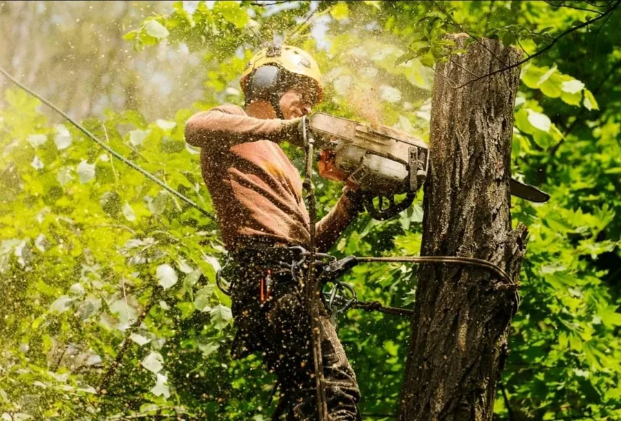 Arborist in protective gear cutting through a tree trunk with a chainsaw