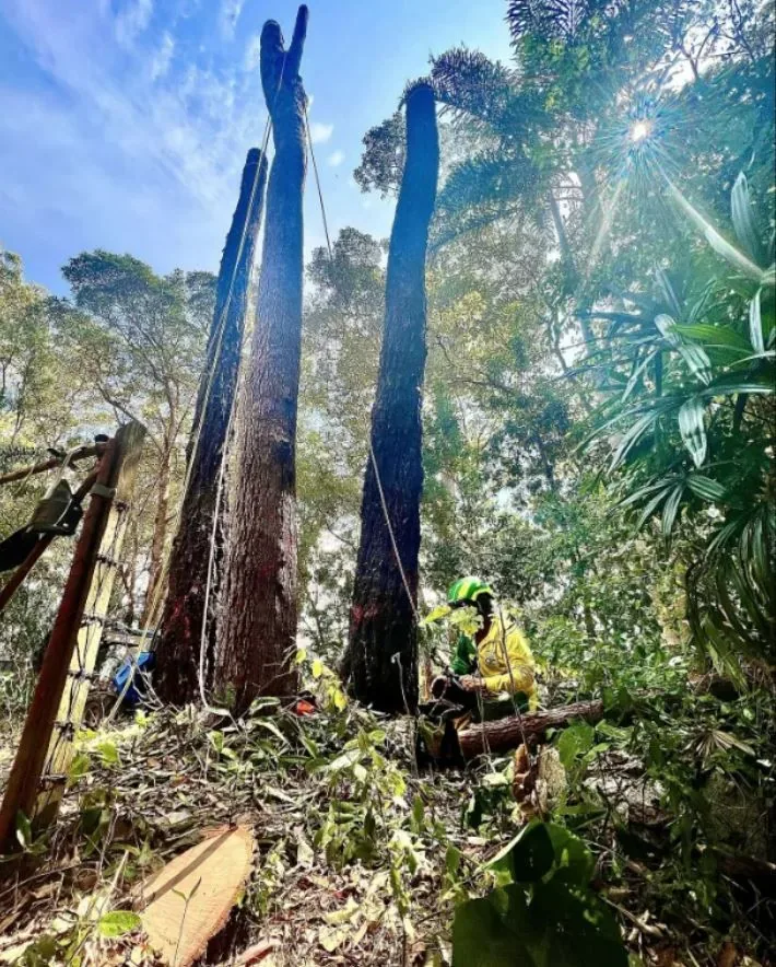 Arborist working at height in a tall tree with hinterland canopy stretching below