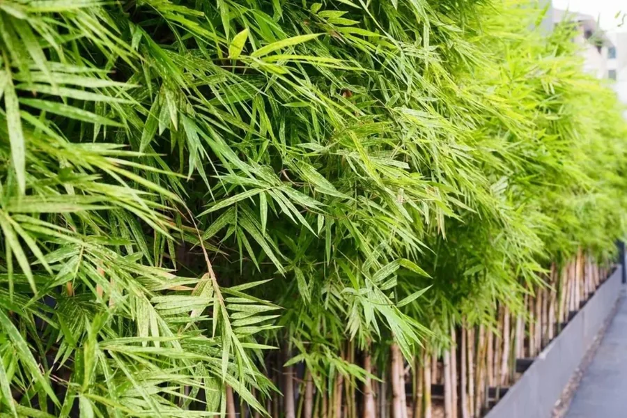Dense stand of bamboo growing along a garden fence line