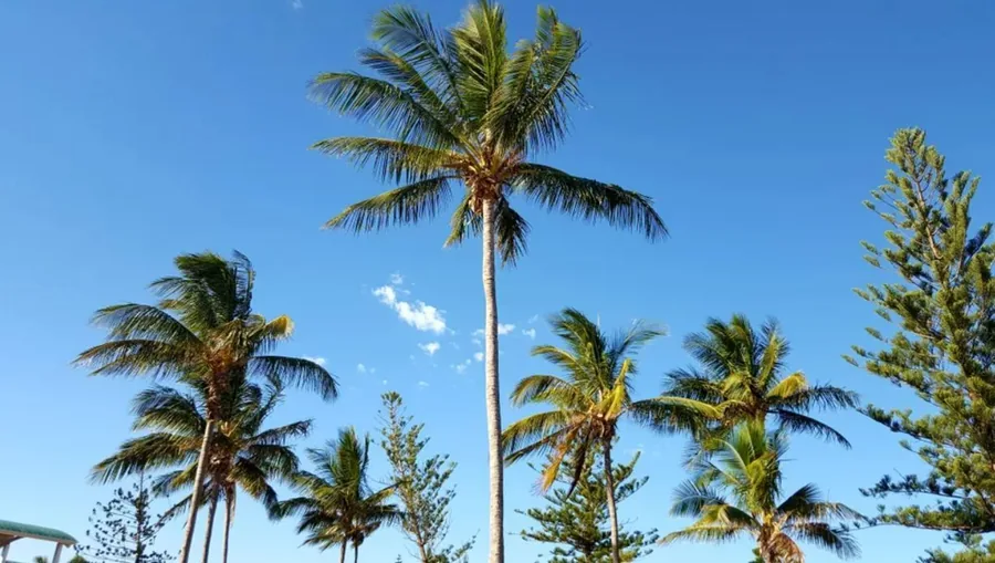Tall palm trees and a Norfolk pine against a bright blue sky