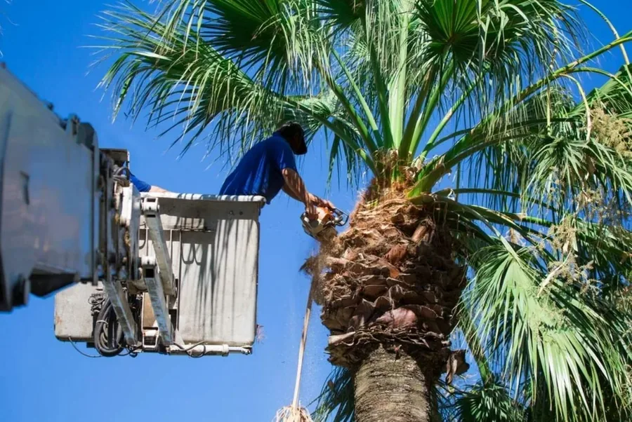 Worker in an elevated platform cleaning the crown of a large palm tree