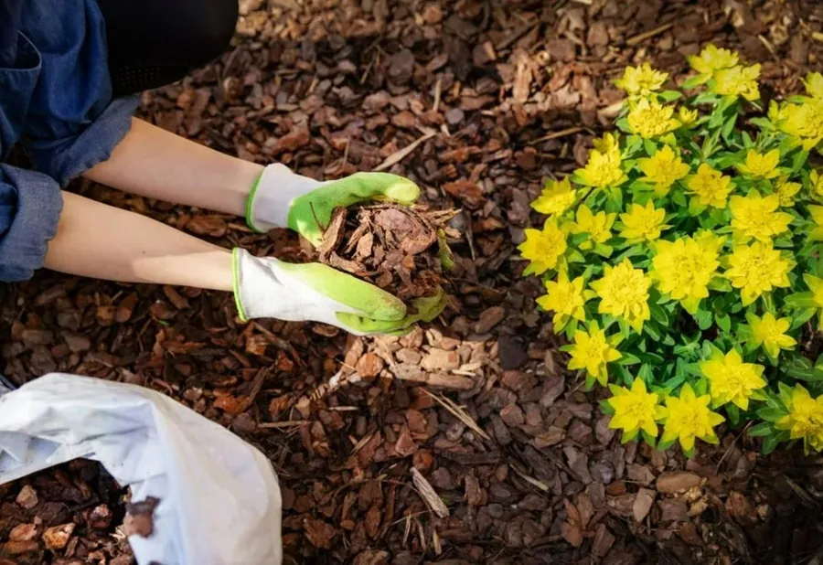 Gloved hands spreading bark mulch around yellow flowering plants in a garden bed