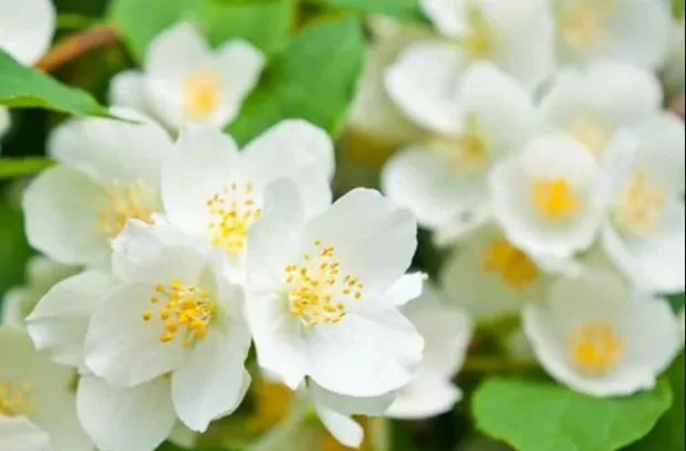 Close-up of white jasmine or mock orange blossoms with green foliage