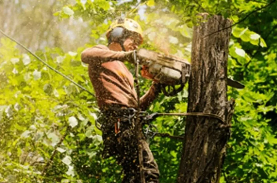 Arborist in safety gear using a chainsaw to cut through a large tree branch