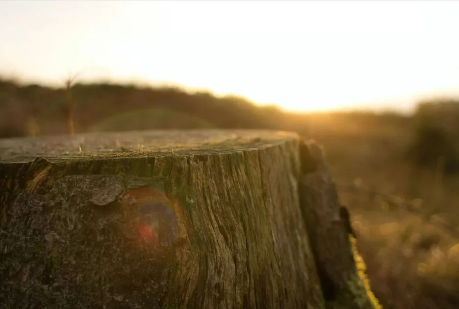 Close-up of a weathered tree stump in warm golden afternoon light