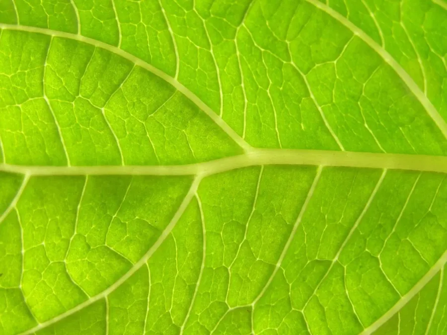 Close-up of a large bright green tropical leaf with visible veining