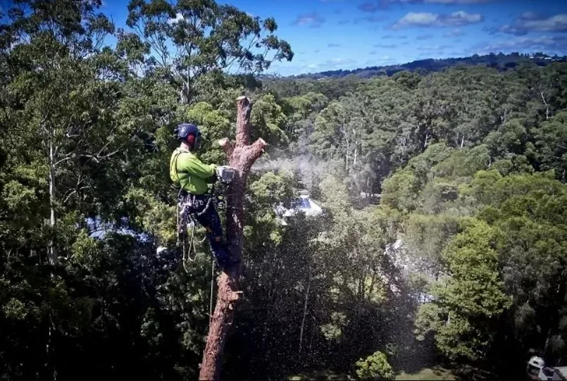 Arborist cutting branches from a tall tree with sawdust falling into the forest below