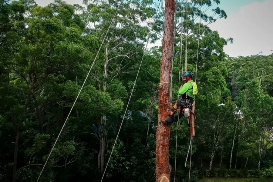 Two arborists using rope systems to work high in tall eucalyptus trees