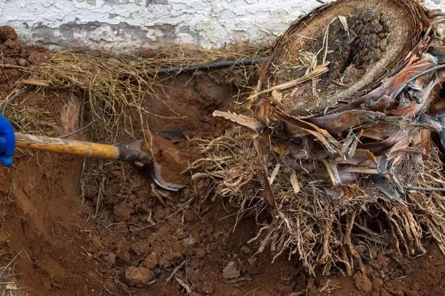 Excavated tree root system exposed in soil with fibrous roots visible