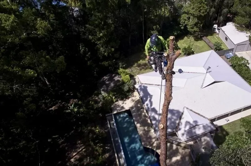 Aerial view of an arborist working on a tree overhanging a house roof