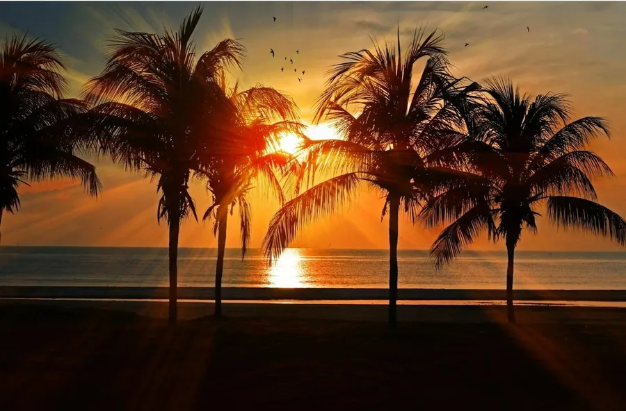 Silhouette of palm trees against a vivid orange and red ocean sunset
