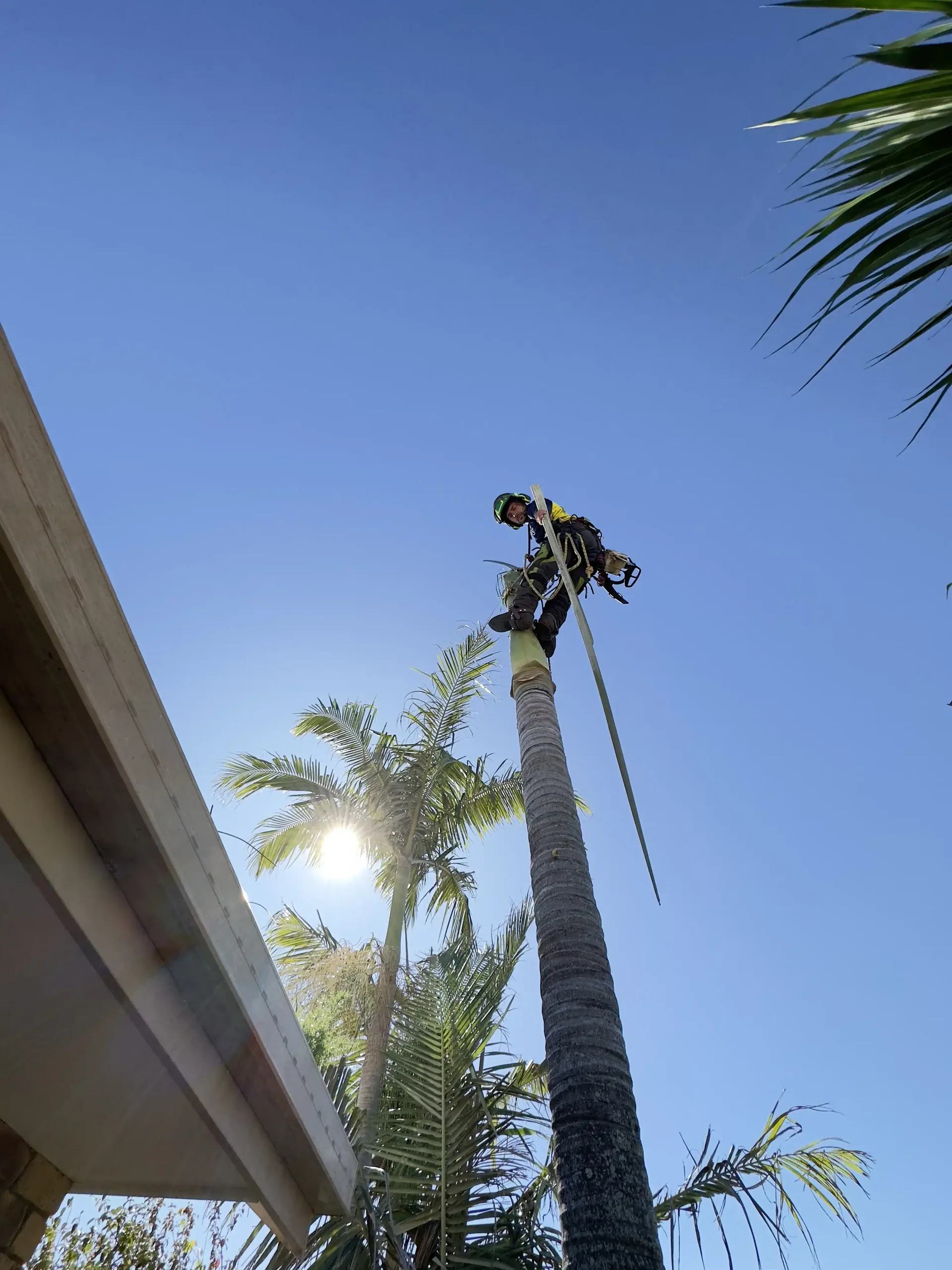 Arborclimb arborist at the top of a palm tree on a Caloundra property
