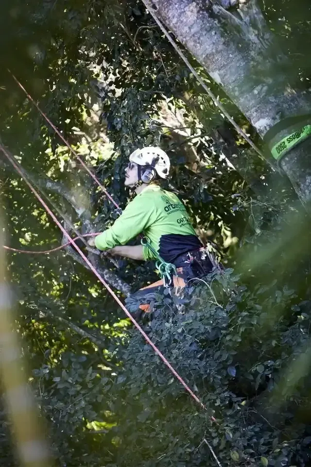 Arborclimb arborist roped into a tree canopy on the Sunshine Coast