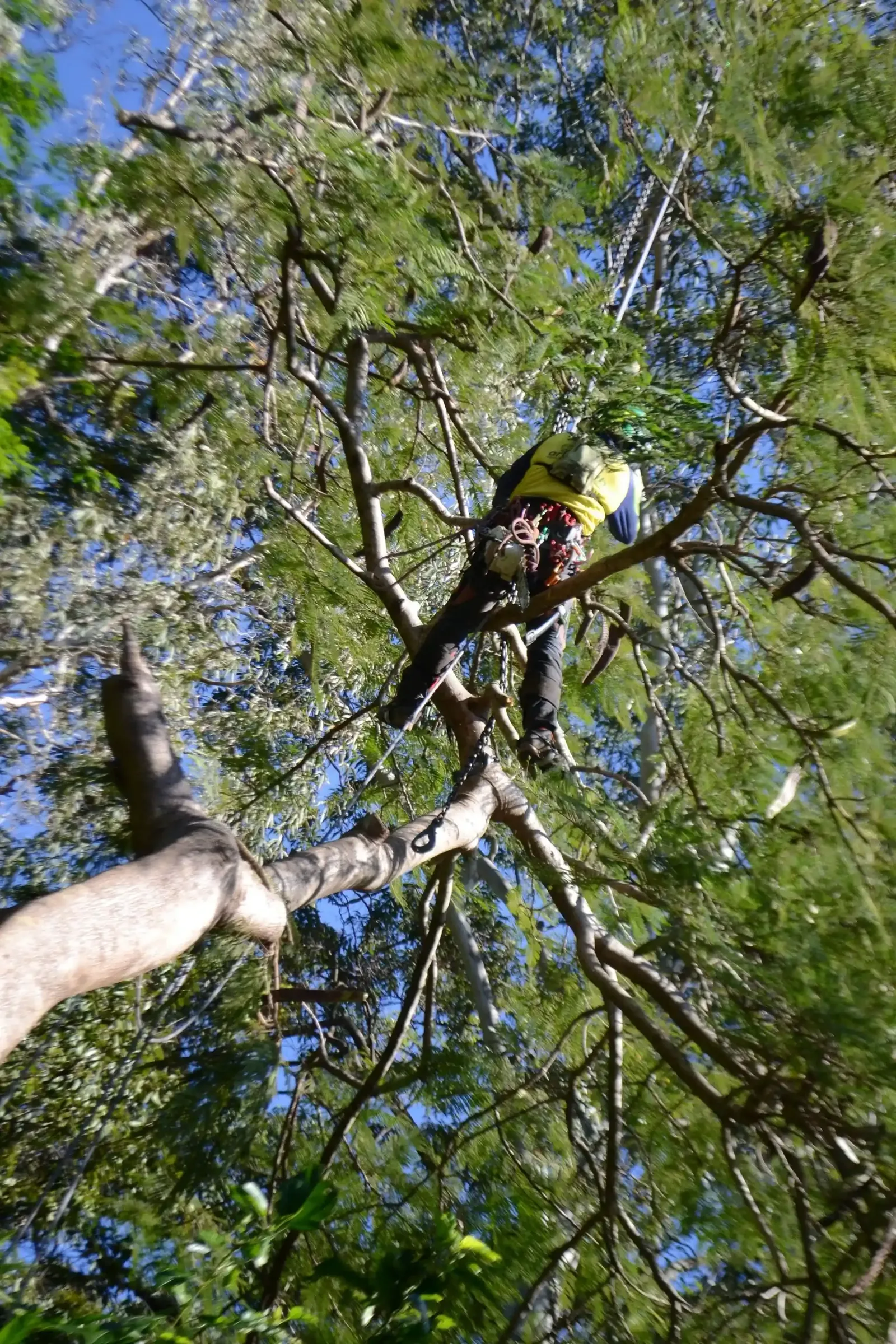 Arborclimb crane removal crew at work on a Sunshine Coast property