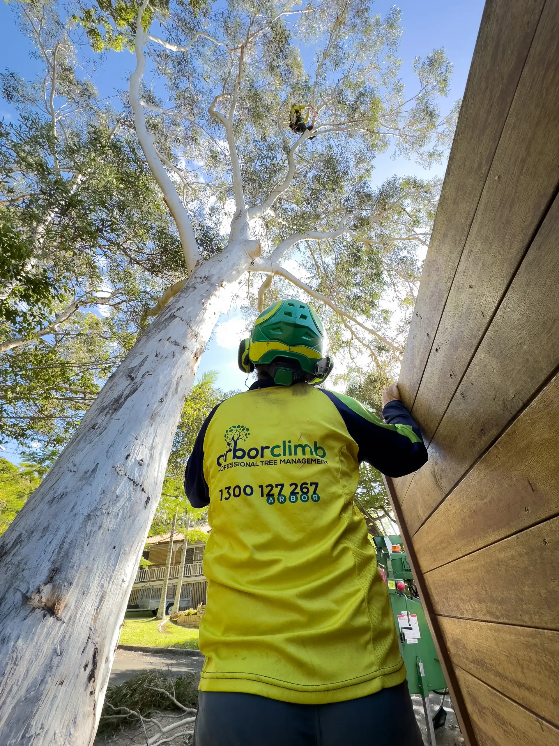 Arborclimb arborist working at height on a coastal Golden Beach property