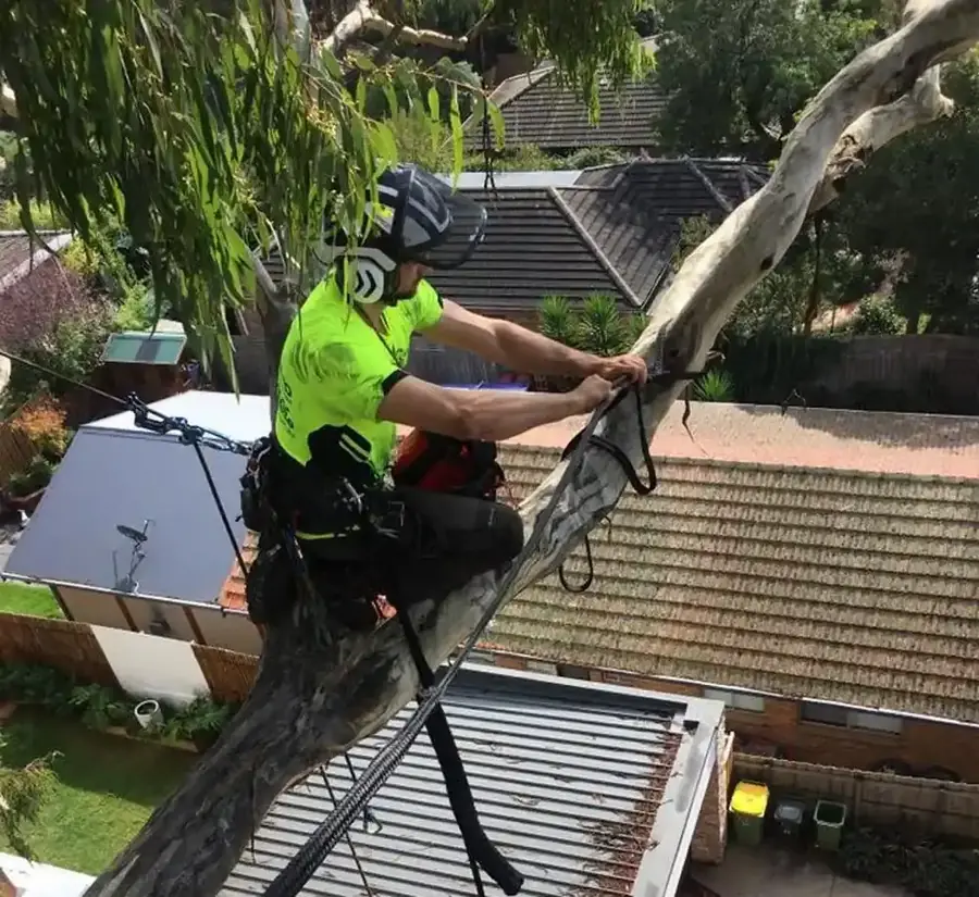 Arborist pruning a tree during routine maintenance